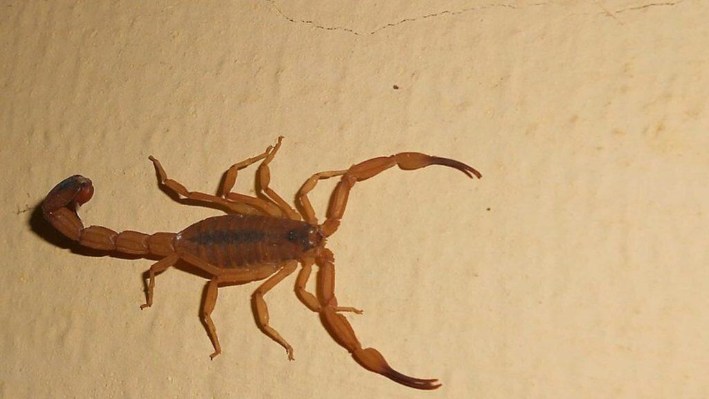 Escorpiões, aranhas e cobras: conhece 7 animais peçonhentos que entram em casas no Brasil Escorpiões, aranhas e cobras: conhece 7 animais peçonhentos que entram em casas no Brasil - Imagem do artigo original
