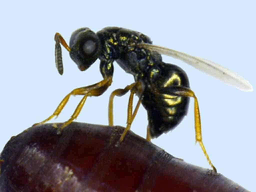 Vespa-joia abranda envelhecimento em quase 30 % e intriga ciência Vespa-joia abranda envelhecimento em quase 30 % e intriga ciência - Imagem do artigo original