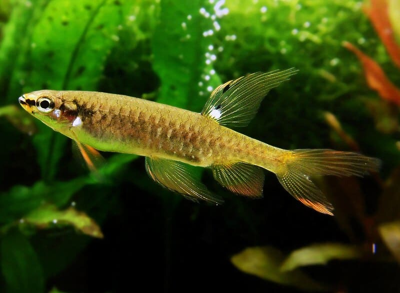 Peixe amazónico faz acrobacias para pôr ovos em terra e garante proteção extra à descendência Peixe amazónico faz acrobacias para pôr ovos em terra e garante proteção extra à descendência - Imagem do artigo original