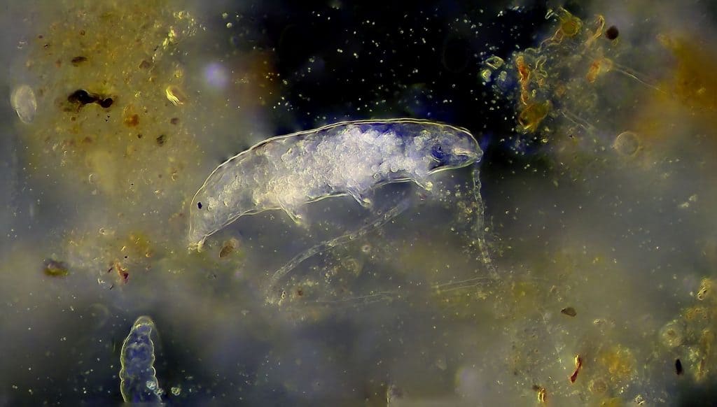 Queda da sonda israelita poderá ter levado tardígrados vivos para a Lua Queda da sonda israelita poderá ter levado tardígrados vivos para a Lua - Imagem do artigo original