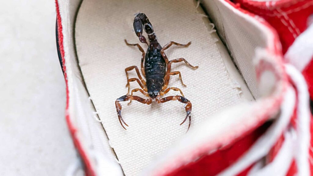 Escorpiões, aranhas e cobras: conhece 7 animais peçonhentos que entram em casas no Brasil Escorpiões, aranhas e cobras: conhece 7 animais peçonhentos que entram em casas no Brasil