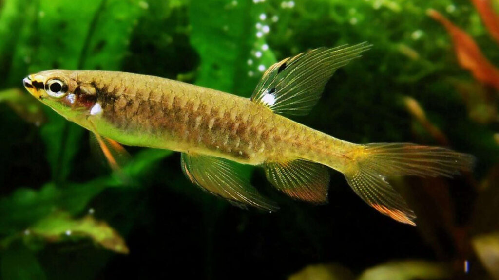 Peixe amazónico faz acrobacias para pôr ovos em terra e garante proteção extra à descendência Peixe amazónico faz acrobacias para pôr ovos em terra e garante proteção extra à descendência