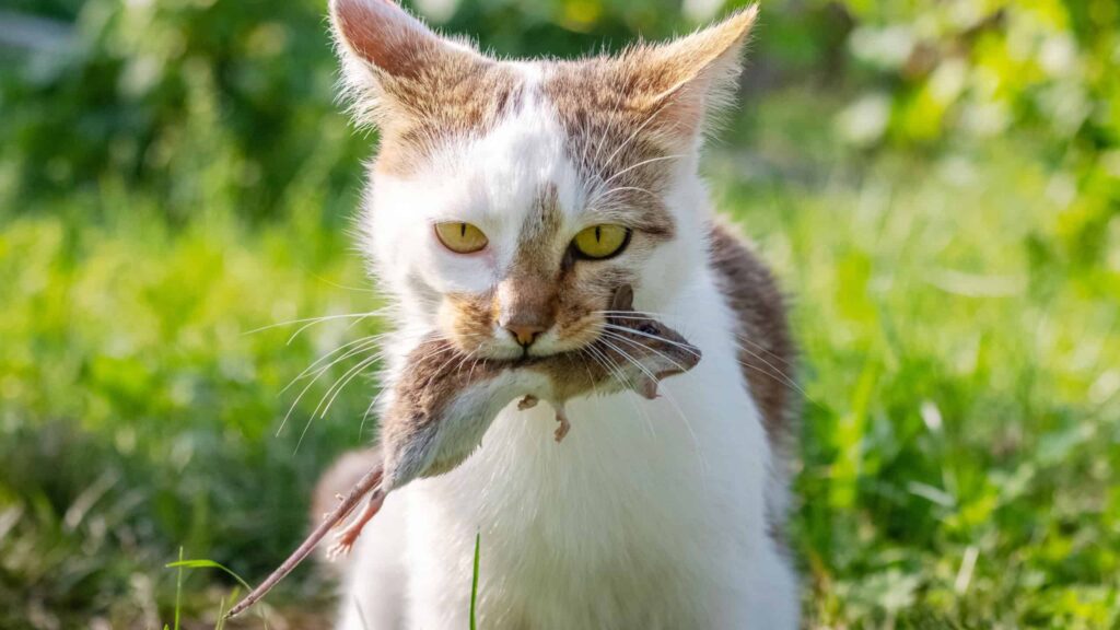 Entenda por que gatos levam presas para dentro de casa e quais cuidados adotar Entenda por que gatos levam presas para dentro de casa e quais cuidados adotar