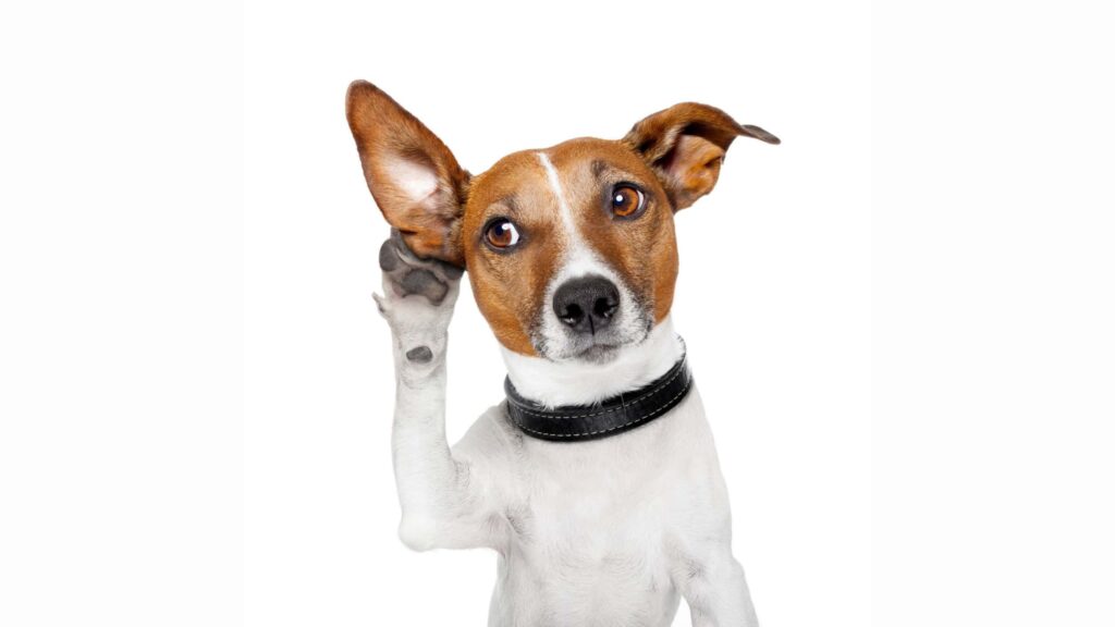 Oito espécies com audição extraordinária destacam estratégias de sobrevivência no reino animal Oito espécies com audição extraordinária destacam estratégias de sobrevivência no reino animal