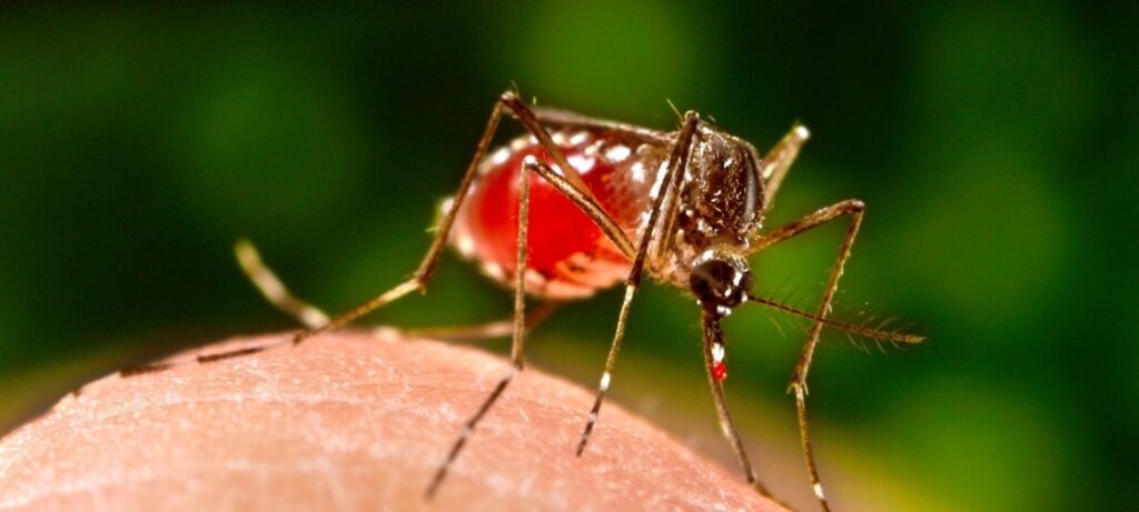 Google lança projeto no Brasil contra doenças de mosquito Google lança projeto no Brasil contra doenças de mosquito