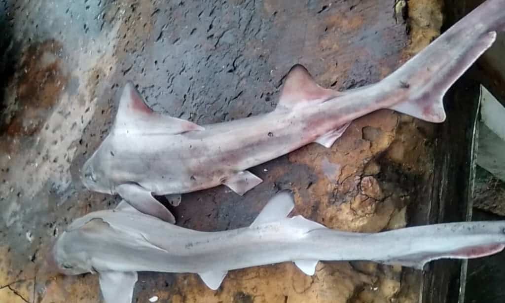 Tubarão-cão-de-vela reaparece após 50 anos sumido Tubarão-cão-de-vela reaparece após 50 anos sumido
