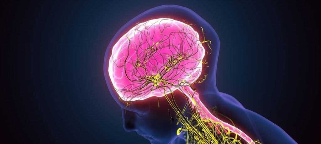 Proteína CDNF pode regenerar nervos periféricos humanos Proteína CDNF pode regenerar nervos periféricos humanos