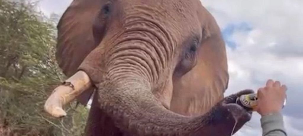 Turista despeja cerveja em elefante no Quênia gera fúria Turista despeja cerveja em elefante no Quênia gera fúria