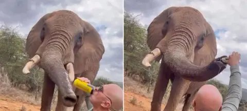 Turista despeja cerveja em elefante no Quênia gera fúria Turista despeja cerveja em elefante no Quênia gera fúria - Imagem do artigo original