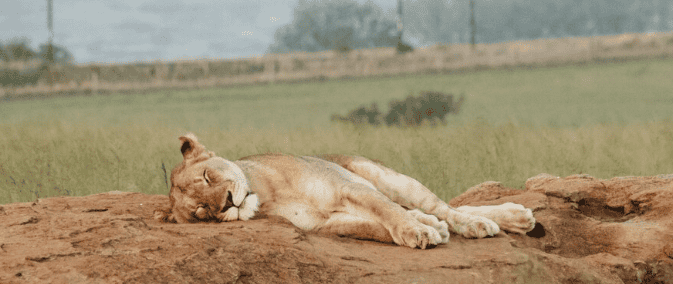 Por que gatos dormem tanto? Entenda a biologia felina Por que gatos dormem tanto? Entenda a biologia felina - Imagem do artigo original