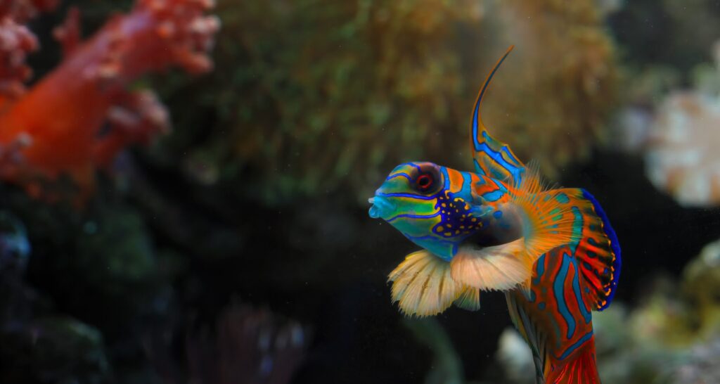 Peixes mais bonitos do mundo: lista mostra 8 espécies Peixes mais bonitos do mundo: lista mostra 8 espécies