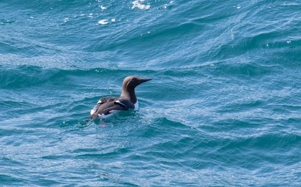 Massa de água quente elimina 4 milhões de aves no Alasca e ameaça espécie Massa de água quente elimina 4 milhões de aves no Alasca e ameaça espécie - Imagem do artigo original