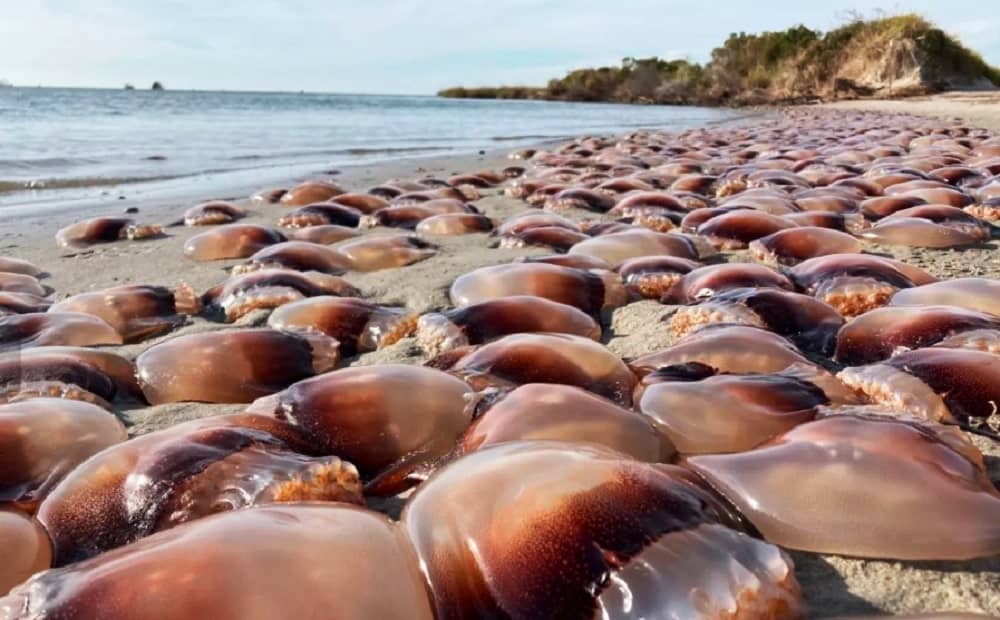 Austrália instala postos de vinagre nas praias para travar queimaduras de águas-vivas - Imagem do artigo original