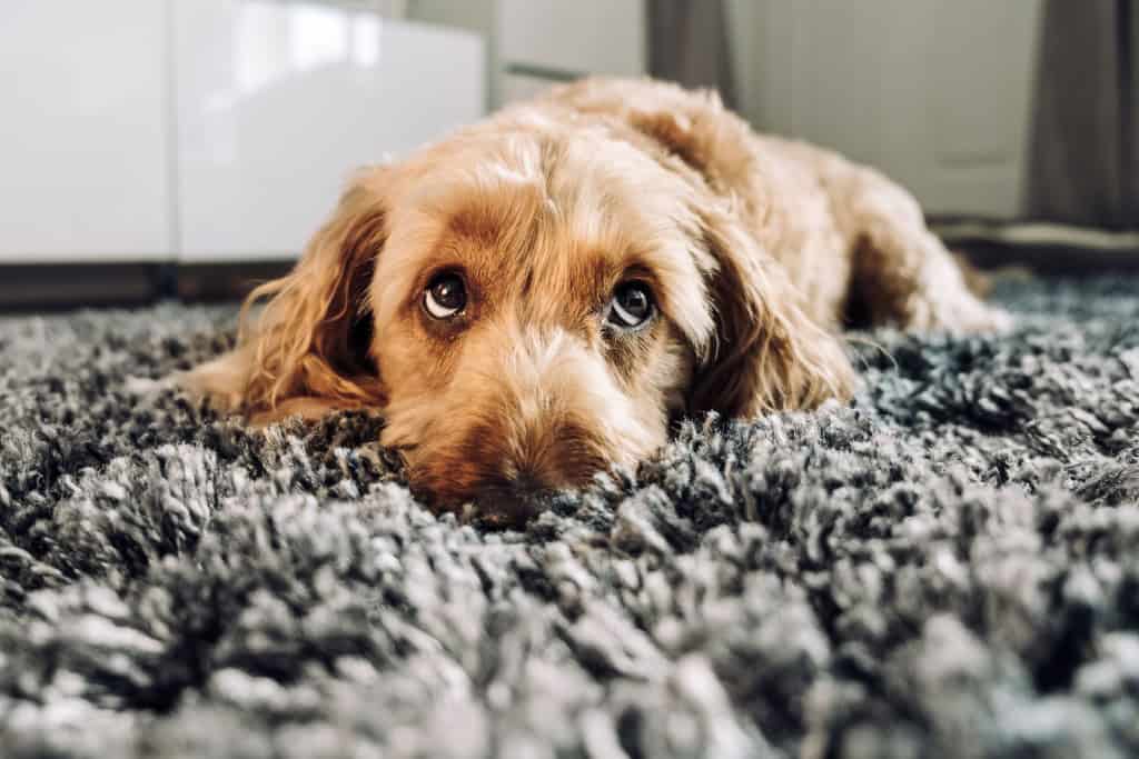 Descobre porque os cães uivam e quando deves preocupar-te Descobre porque os cães uivam e quando deves preocupar-te - Imagem do artigo original
