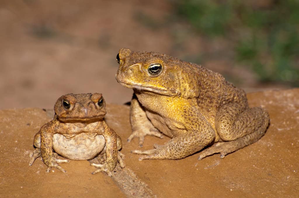Descobre 10 pais que assumem cuidados únicos no reino animal Descobre 10 pais que assumem cuidados únicos no reino animal - Imagem do artigo original