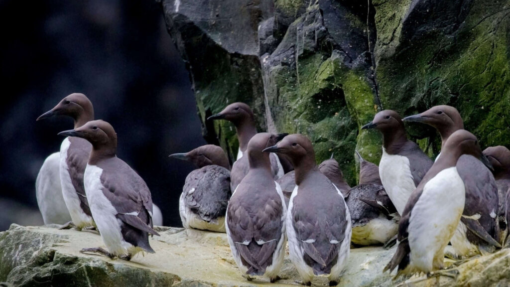 Massa de água quente elimina 4 milhões de aves no Alasca e ameaça espécie Massa de água quente elimina 4 milhões de aves no Alasca e ameaça espécie
