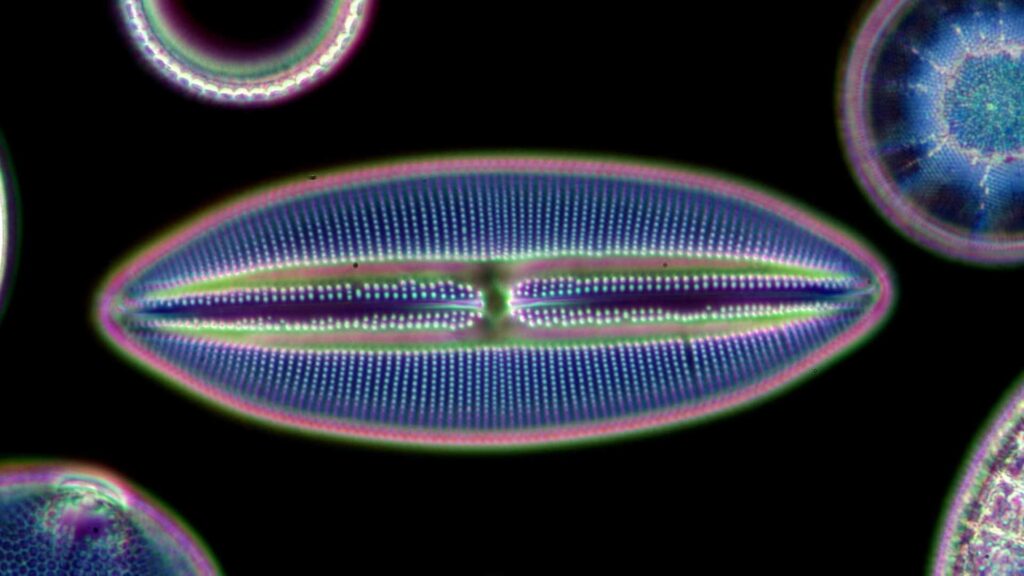 Estudo resolve mistério dos brilhos no Oceano Antártico e aponta diatomáceas como causa Estudo resolve mistério dos brilhos no Oceano Antártico e aponta diatomáceas como causa