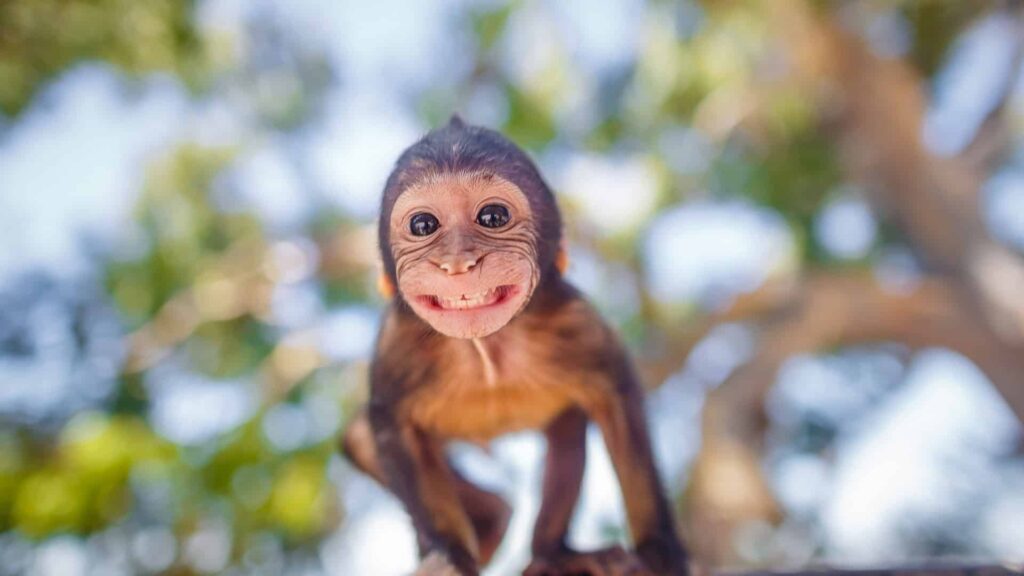 Descobre 10 pais que assumem cuidados únicos no reino animal Descobre 10 pais que assumem cuidados únicos no reino animal