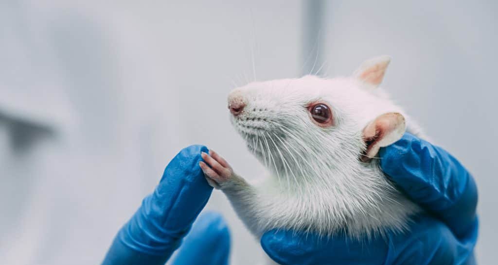 Proteína descoberta reverte envelhecimento cerebral em camundongos Proteína descoberta reverte envelhecimento cerebral em camundongos