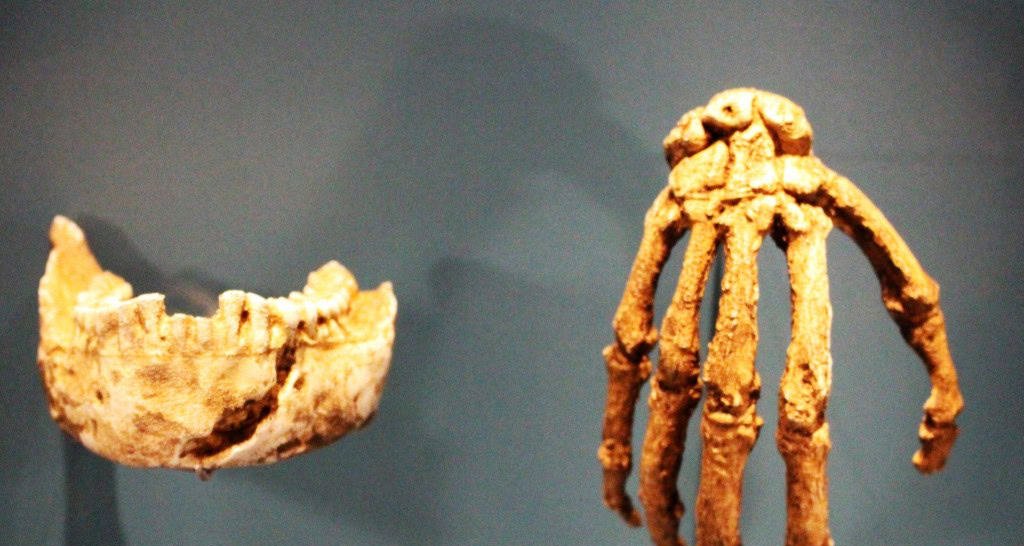 Estudo revisto reforça hipótese de sepultamentos pelo Homo naledi Estudo revisto reforça hipótese de sepultamentos pelo Homo naledi