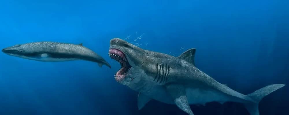 Dieta do megalodonte: baleias eram prato principal Dieta do megalodonte: baleias eram prato principal