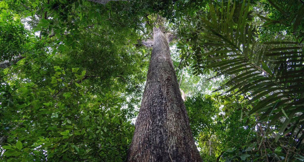 Origem da Amazônia: asteroide e Caribe moldaram bioma Origem da Amazônia: asteroide e Caribe moldaram bioma