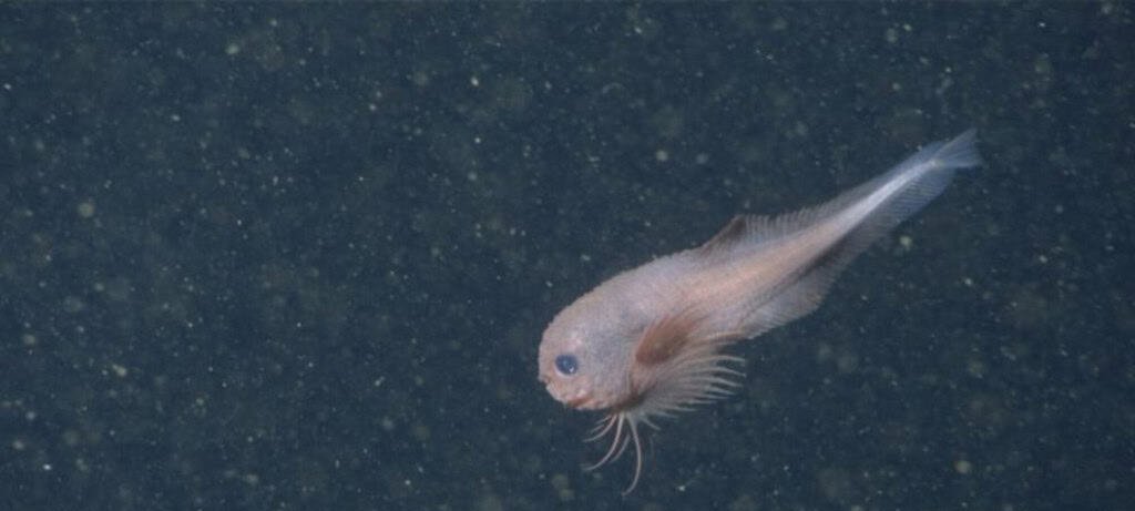 Novas espécies de peixe-caracol são descobertas no Pacífico Novas espécies de peixe-caracol são descobertas no Pacífico