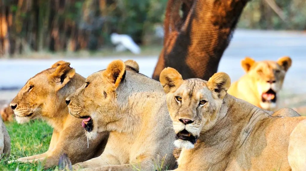 Tratador morto por leões em safári na Tailândia