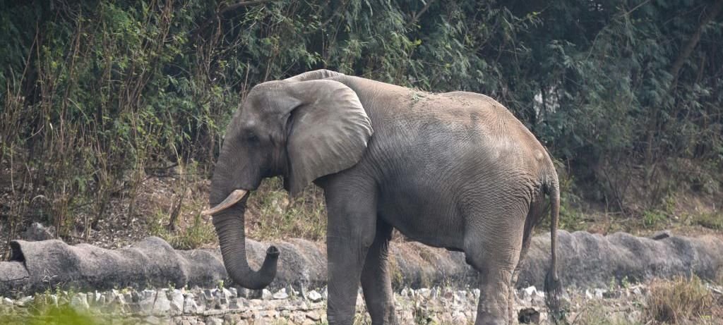 Morte do elefante africano Shankar expõe isolamento