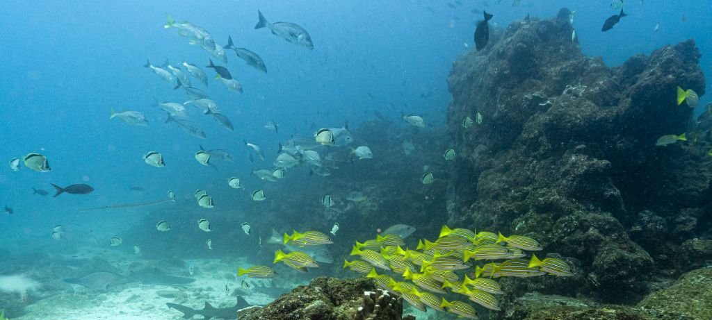 Tratado do Alto Mar entra em vigor após 60 ratificações Tratado do Alto Mar entra em vigor após 60 ratificações