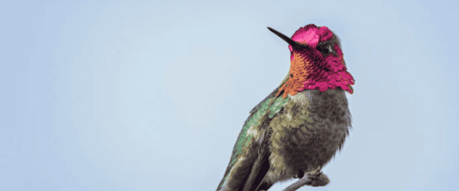 Beija-flor que muda de cor intriga cientistas Beija-flor que muda de cor intriga cientistas