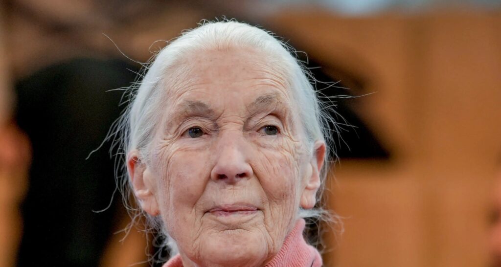 Jane Goodall morre aos 91 anos e deixa legado ambiental Jane Goodall morre aos 91 anos e deixa legado ambiental