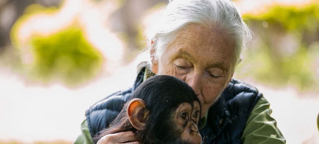 Jane Goodall morre aos 91 anos e deixa legado global Jane Goodall morre aos 91 anos e deixa legado global