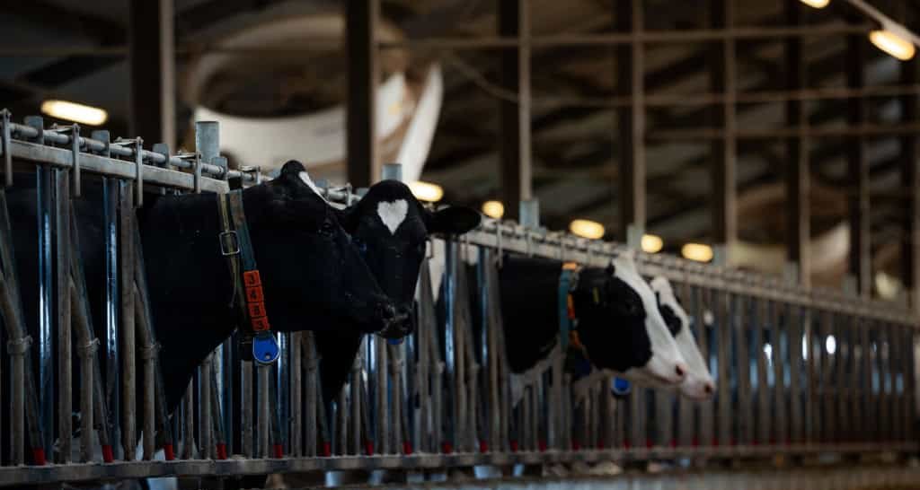 Coleiras inteligentes monitoram saúde de vacas e elevam produção Coleiras inteligentes monitoram saúde de vacas e elevam produção