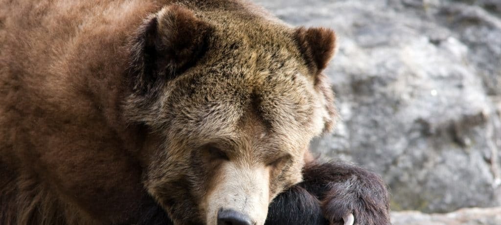Animais sonham? O que a ciência revela sobre o sono Animais sonham? O que a ciência revela sobre o sono