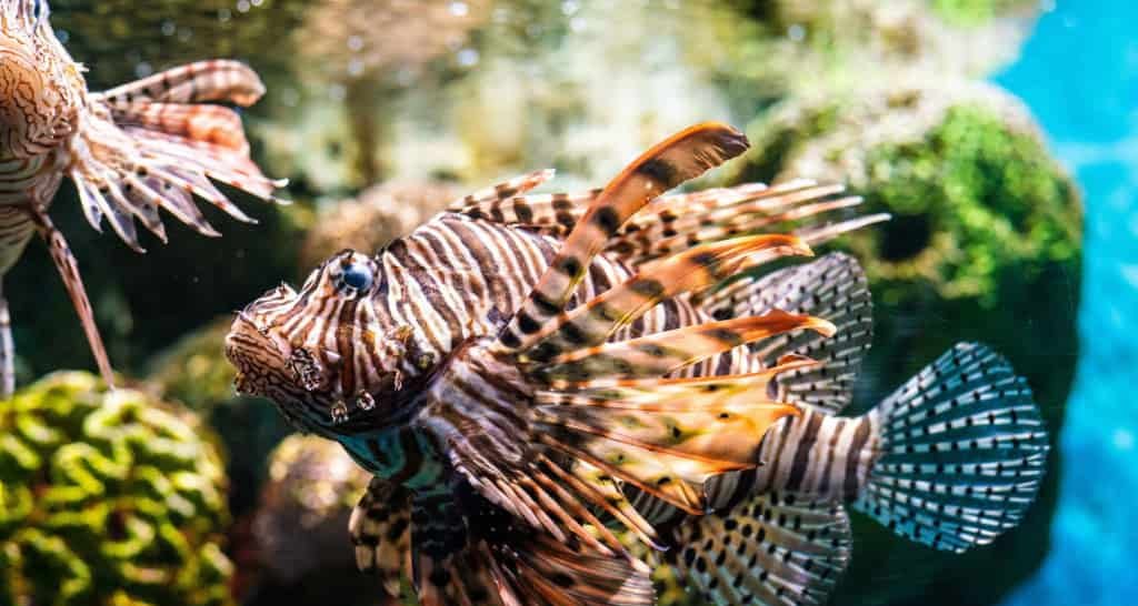 Peixes sentem sede? Ciência explica como bebem água Peixes sentem sede? Ciência explica como bebem água