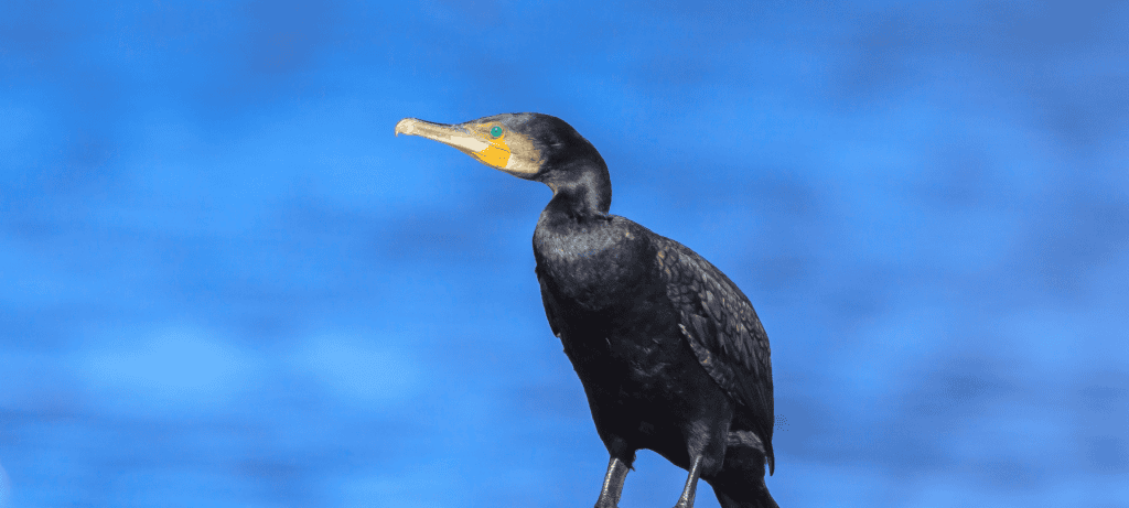 Aves estranhas: conheça cinco espécies surpreendentes Aves estranhas: conheça cinco espécies surpreendentes