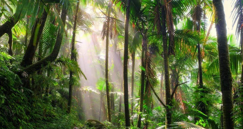 Restauração de florestas tropicais pode gerar US$ 100 bi Restauração de florestas tropicais pode gerar US$ 100 bi