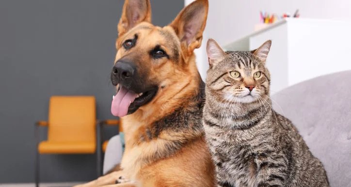 Produtos inteligentes para pets ganham espaço em 2025 Produtos inteligentes para pets ganham espaço em 2025