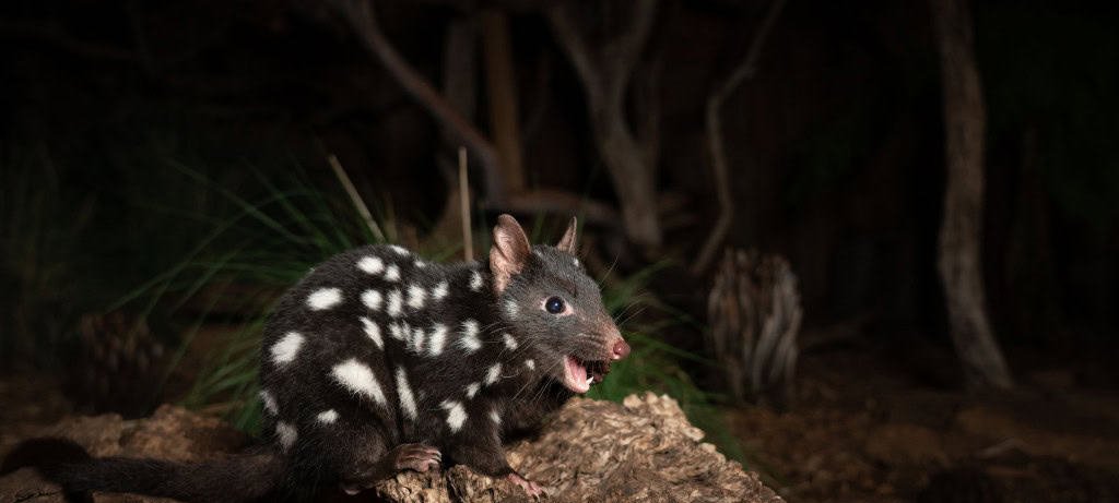 Quoll-da-Tasmânia brilha no escuro e surpreende cientistas Quoll-da-Tasmânia brilha no escuro e surpreende cientistas