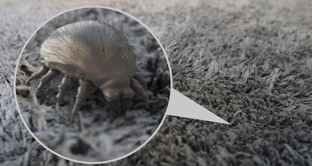 Animais microscópicos: oito exemplos que revelam a vida invisível em todos os ambientes Animais microscópicos: oito exemplos que revelam a vida invisível em todos os ambientes