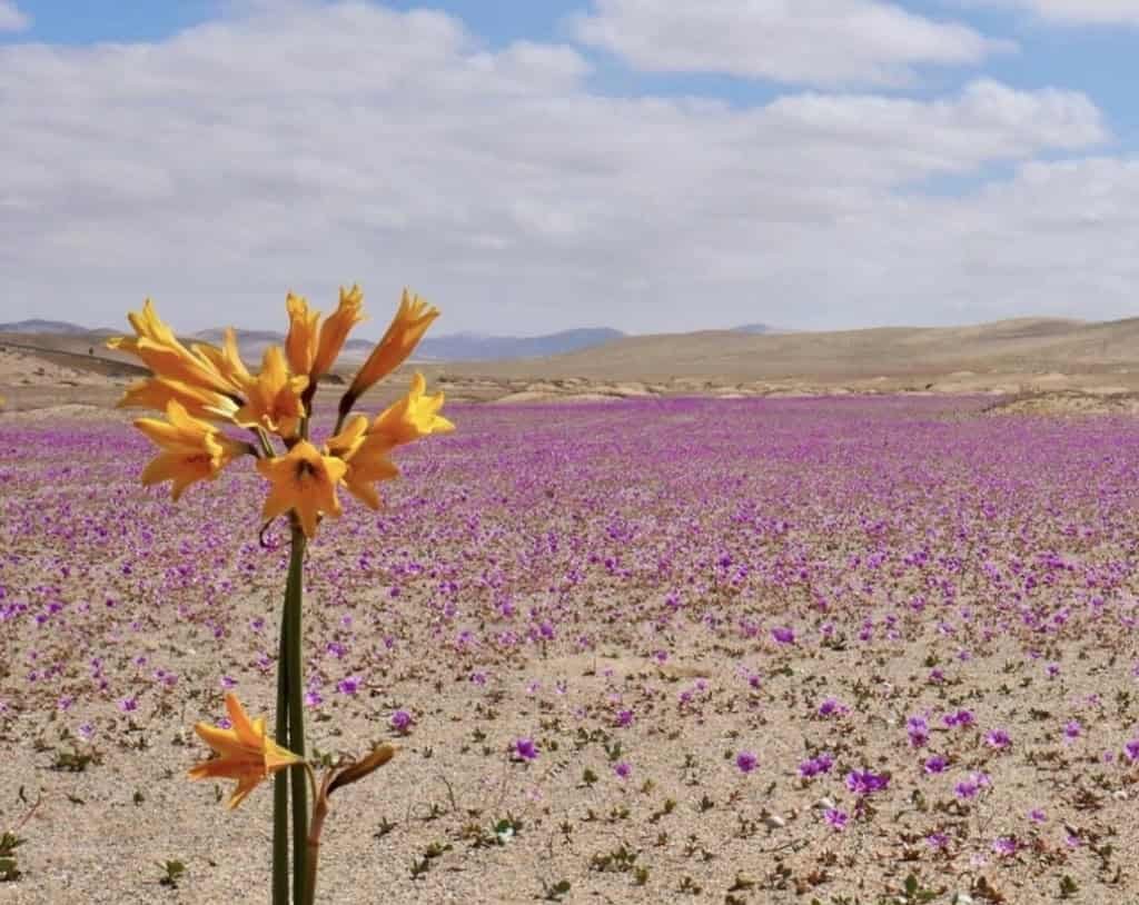 Chile busca expandir inteligência artificial sem comprometer recursos hídricos do deserto do Atacama Chile busca expandir inteligência artificial sem comprometer recursos hídricos do deserto do Atacama