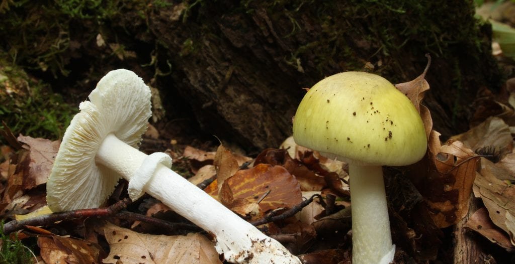 Cogumelos mais letais do planeta: características, toxinas e como reconhecê-los Cogumelos mais letais do planeta: características, toxinas e como reconhecê-los