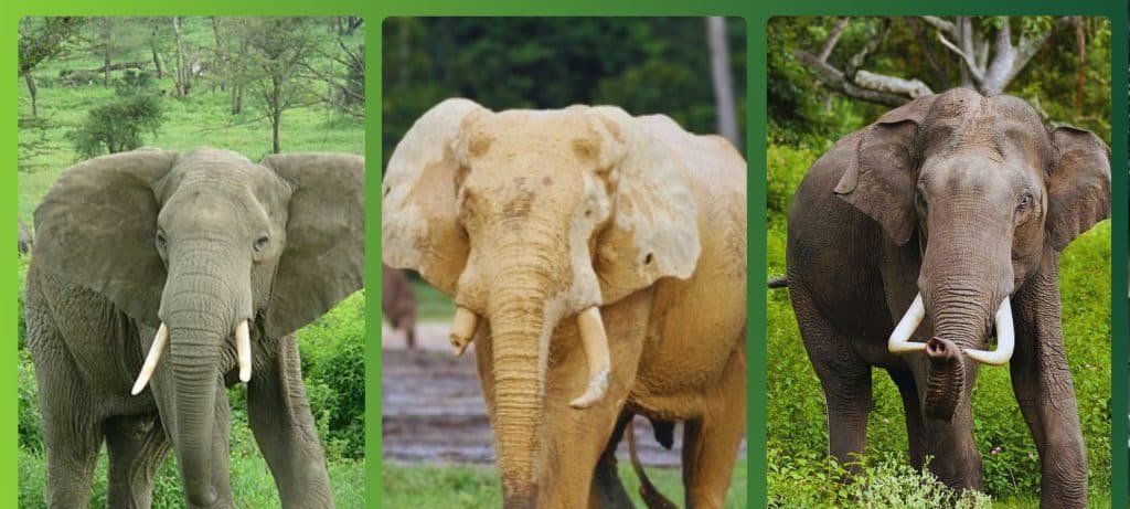 Elefantes: dez fatos essenciais que revelam a grandeza desses gigantes terrestres Elefantes: dez fatos essenciais que revelam a grandeza desses gigantes terrestres