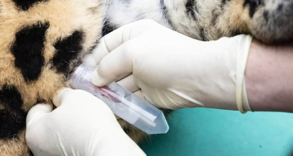 Inseminação artificial inédita em leopardo-de-amur reforça esperança de salvar espécie criticamente ameaçada Inseminação artificial inédita em leopardo-de-amur reforça esperança de salvar espécie criticamente ameaçada