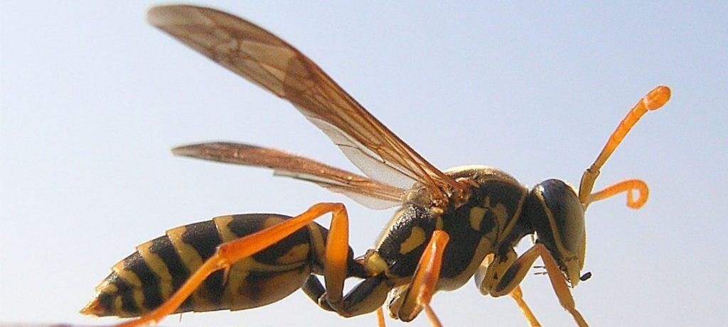 Oito exemplos de canibalismo no reino animal e os fatores que desencadeiam o comportamento Oito exemplos de canibalismo no reino animal e os fatores que desencadeiam o comportamento