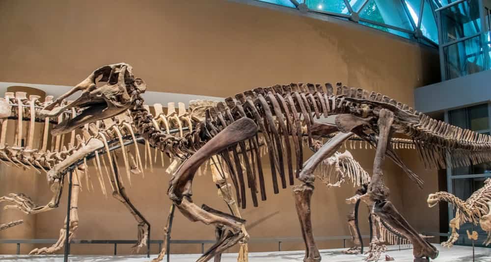Processo de mumificação natural preservou cascos e pele de Edmontossauros em Wyoming, indica estudo Processo de mumificação natural preservou cascos e pele de Edmontossauros em Wyoming, indica estudo