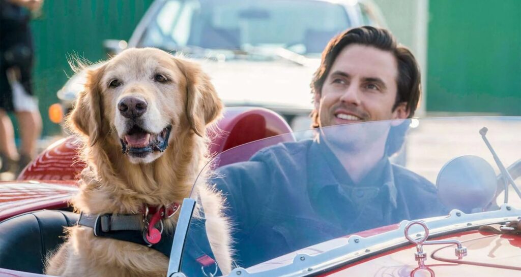 Sete filmes com cães para assistir depois de Caramelo e reviver a ternura de Amendoim Sete filmes com cães para assistir depois de Caramelo e reviver a ternura de Amendoim