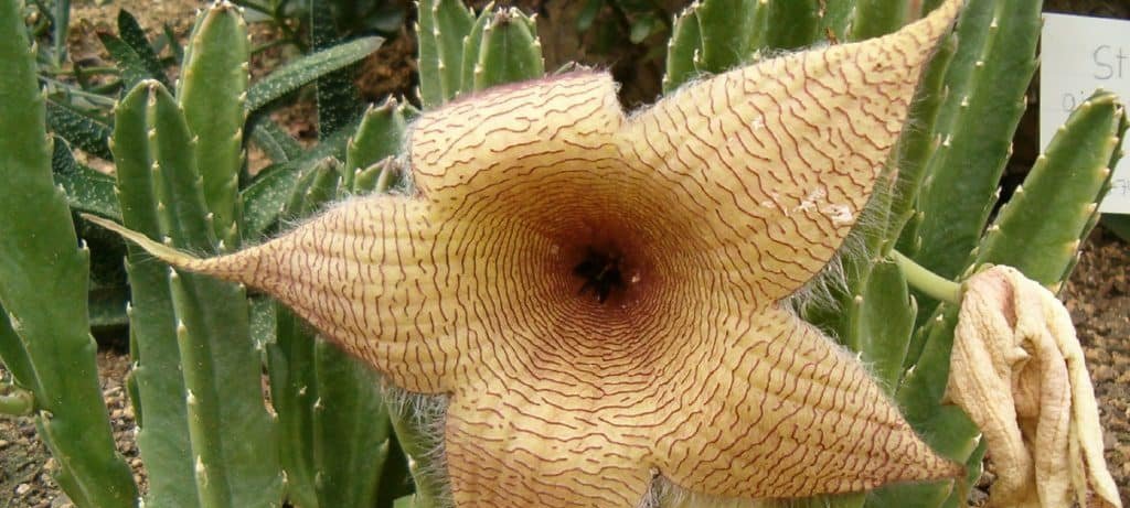 Oito plantas terrestres que parecem ter saído de outro planeta Oito plantas terrestres que parecem ter saído de outro planeta