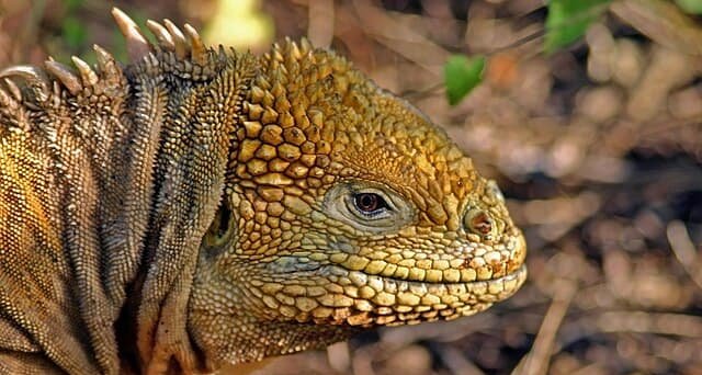 Iguana-da-cauda-espinhosa é confirmada como espécie nativa da Ilha Clarion após estudo genético decisivo Iguana-da-cauda-espinhosa é confirmada como espécie nativa da Ilha Clarion após estudo genético decisivo